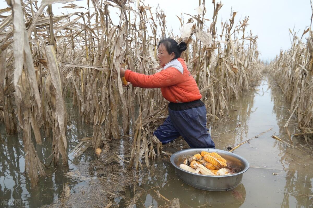 四平天成玉米公司招聘启事发布