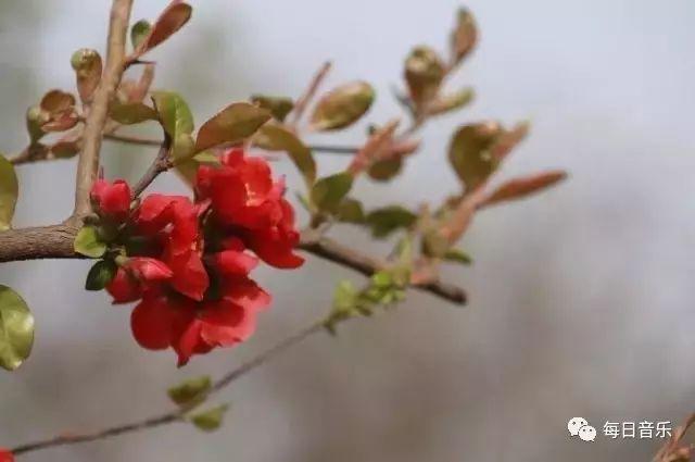 护花铃沧月，时空传奇之作下载与赏析