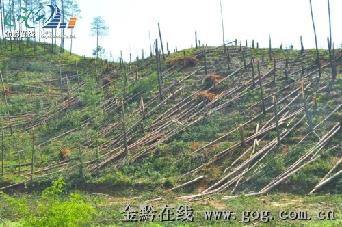 奇源林场天气预报详解，最新气象信息汇总