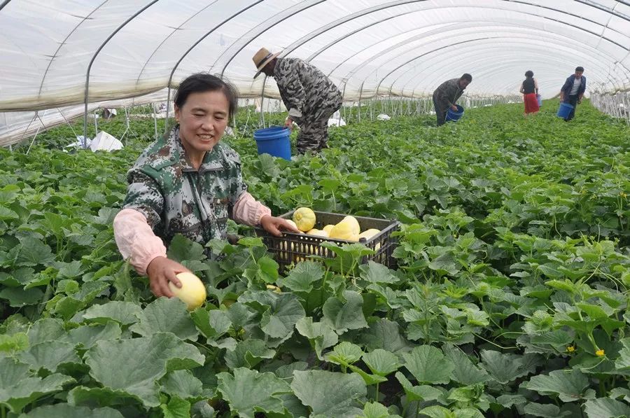 蔬菜乡领导引领乡村振兴新篇章