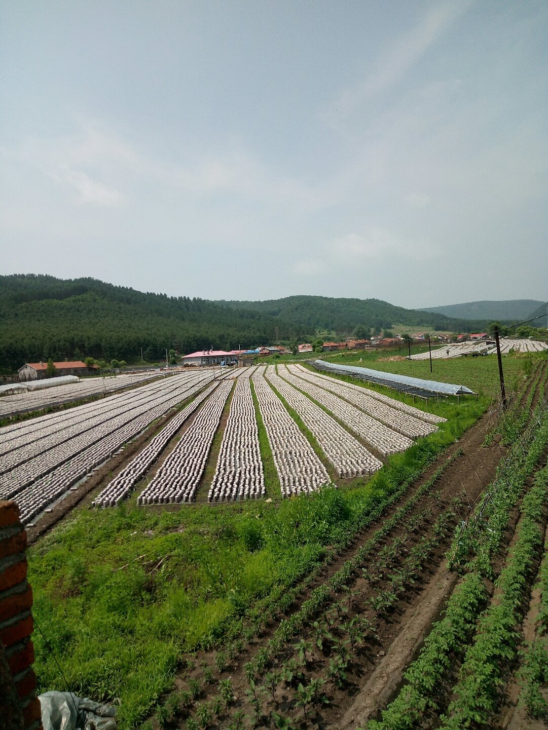 汤旺乡最新天气预报概览