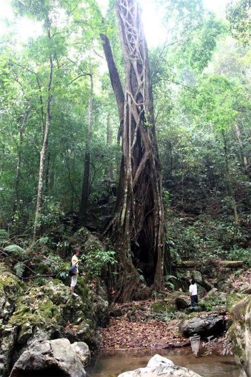 西双版纳傣族自治州市招商促进局领导团队介绍